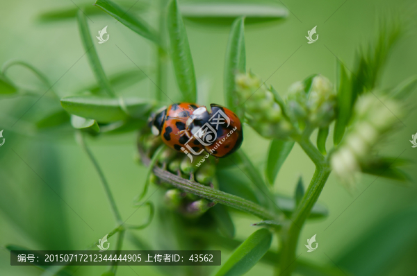 瓢蟲(chóng)交配
