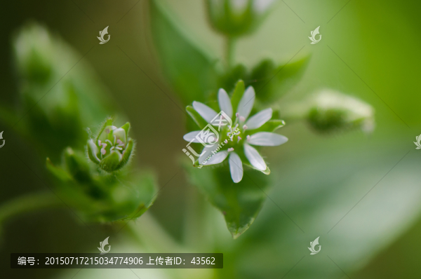 繁縷