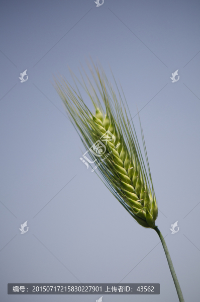 麥穗