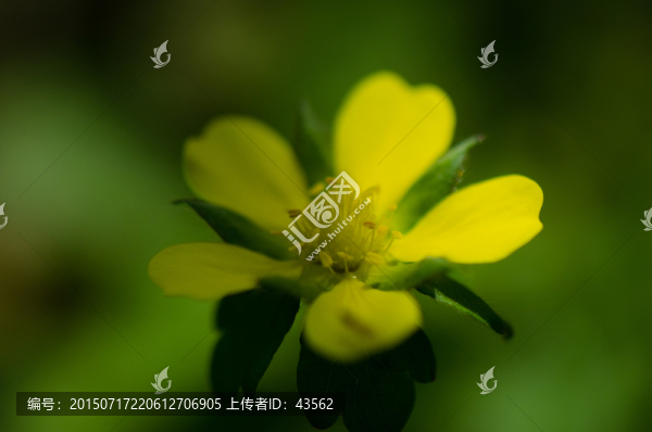 蛇莓花