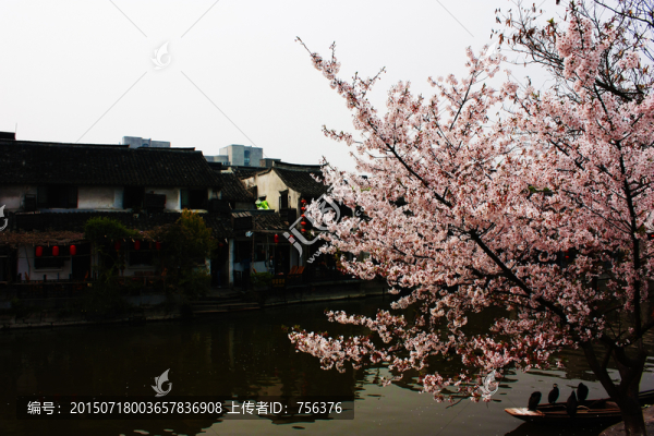 江南水鄉(xiāng)的桃花