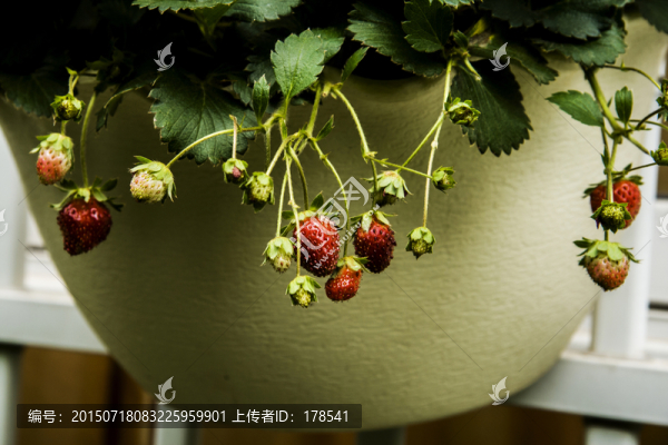 盆景盆栽