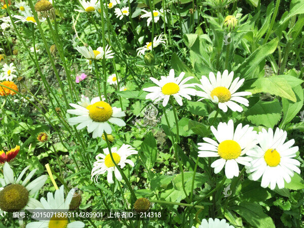 花