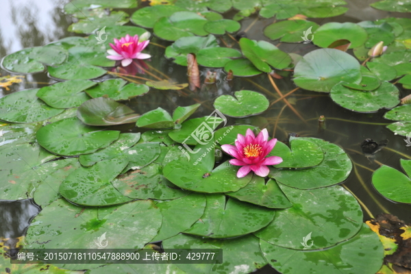 荷花池,荷花