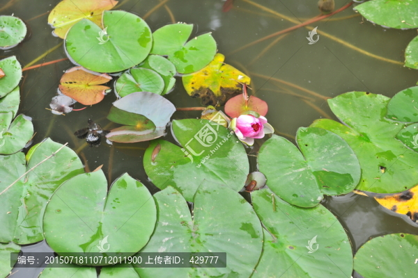 荷花池,荷花