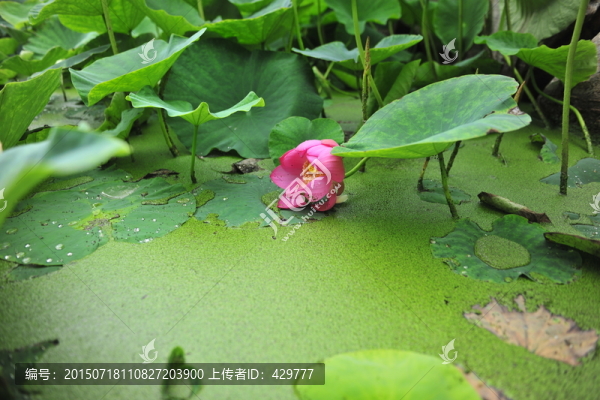 荷花池,荷花