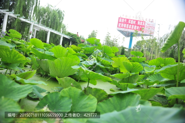 荷花池,荷花
