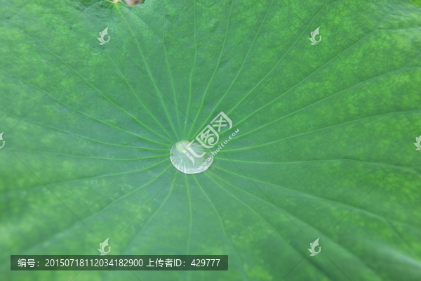荷葉,特寫