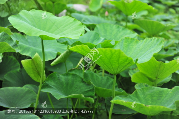 荷葉