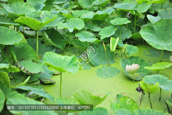 荷葉,荷花池