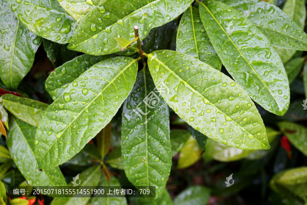 葉子紋理背景