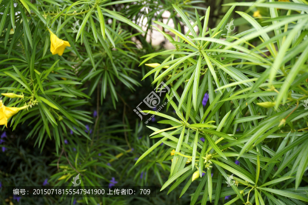 長針葉子