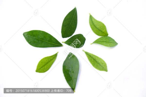 小葉子植物