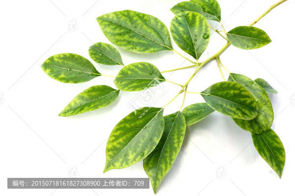 春天枝葉