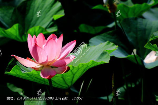 荷花特寫