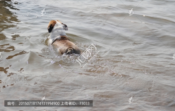 海邊,,寵物狗游泳