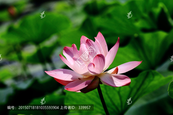 荷花特寫(xiě)