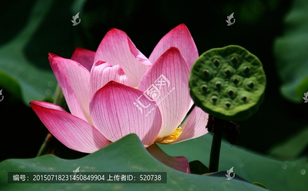花朵,荷花,荷葉