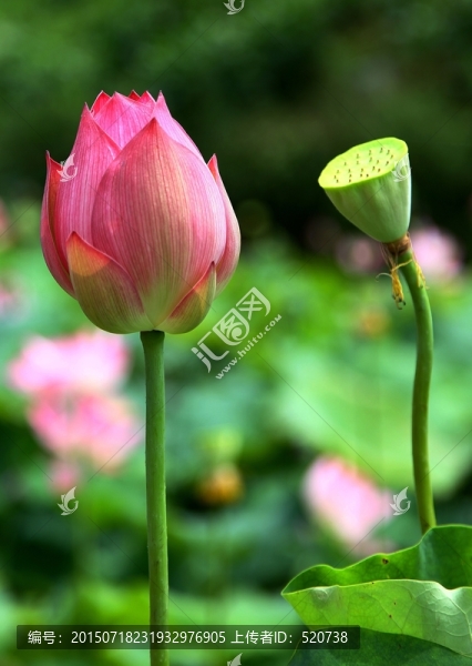 花卉,荷花,荷葉