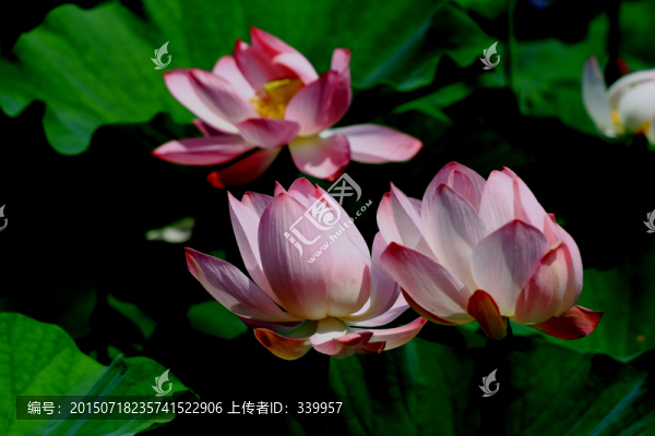 荷花特寫(xiě)