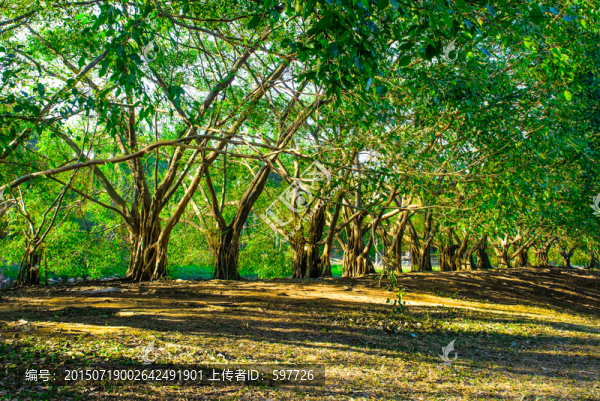 綠樹林背景