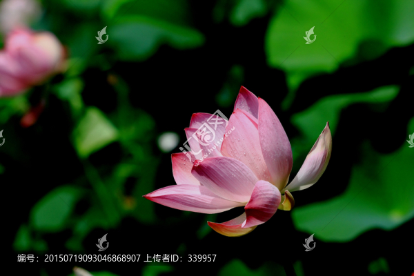 荷花特寫