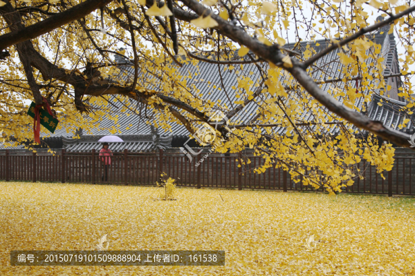 西安觀音禪寺千年銀杏