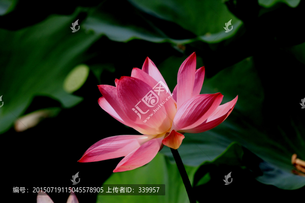 荷花特寫