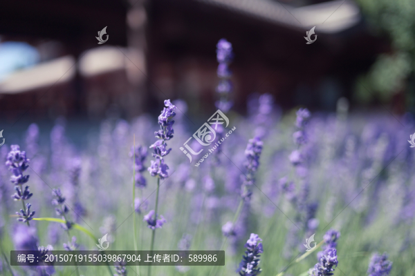 薰衣草
