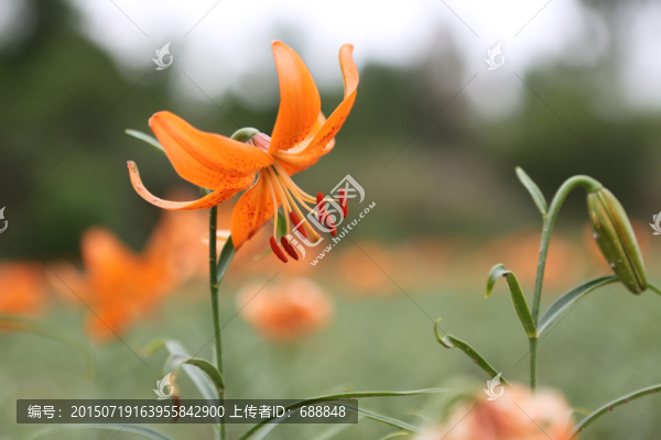 百合花