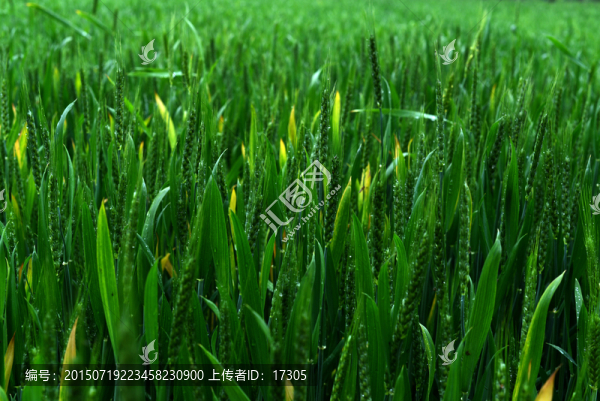 小麥
