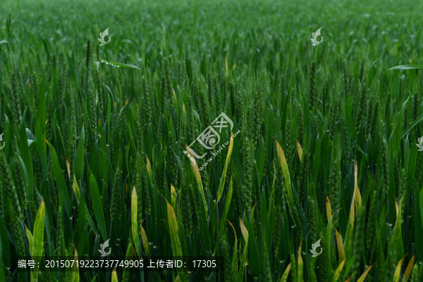 小麥
