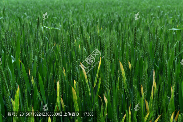 小麥