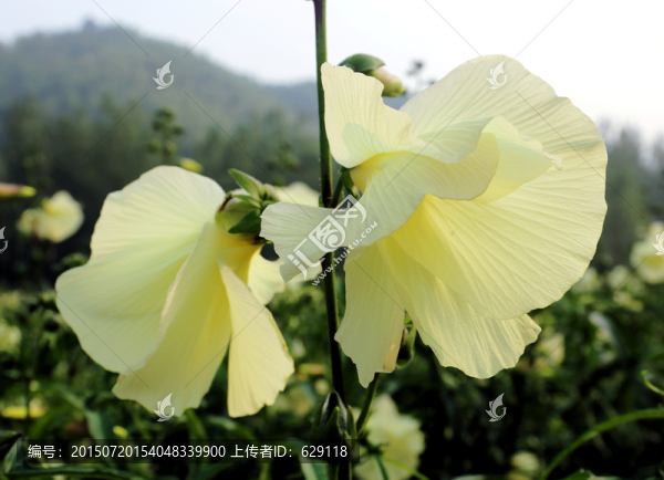 黃秋葵