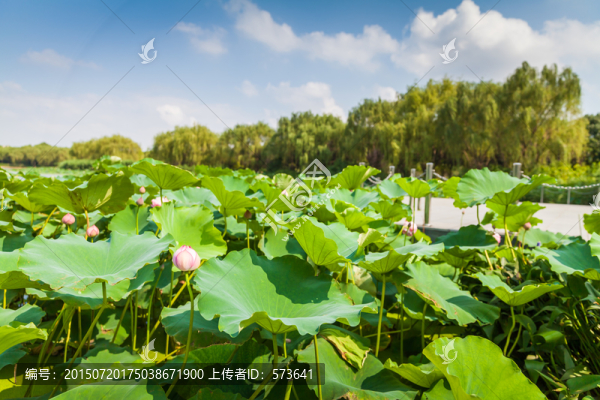 荷花池