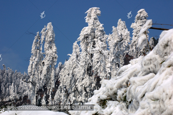 森林雪景