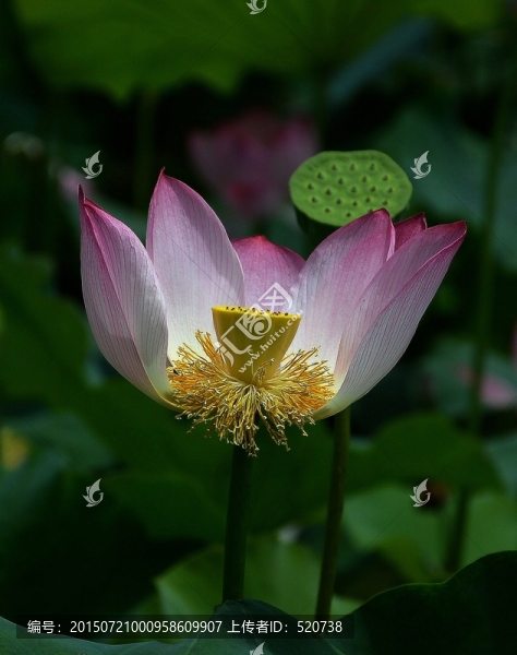 花卉,荷花,荷葉