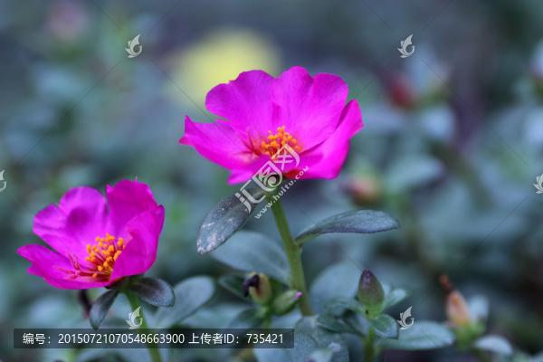 太陽花