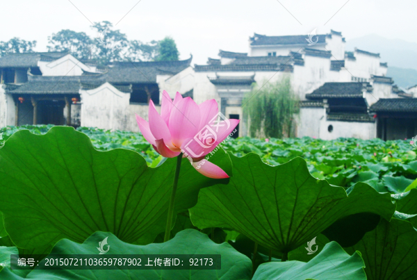 呈坎的荷花