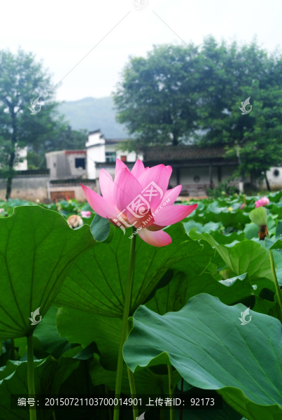 荷塘荷花