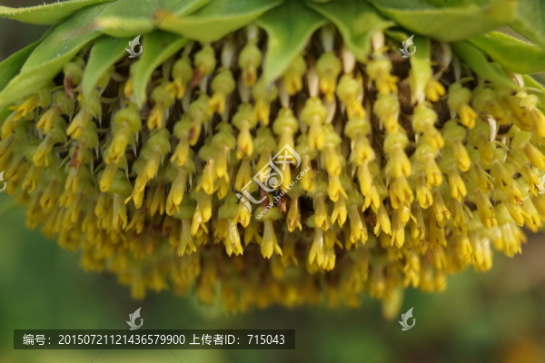 太陽花
