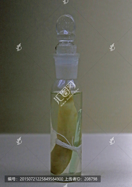 新疆鐵皮紅