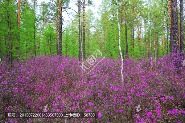 原始林杜鵑花盛開