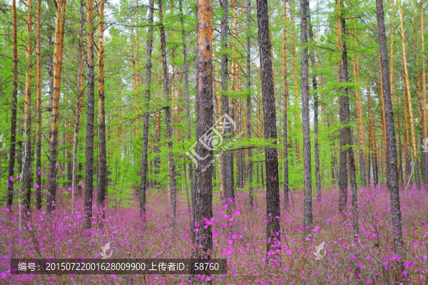 原始林杜鵑花