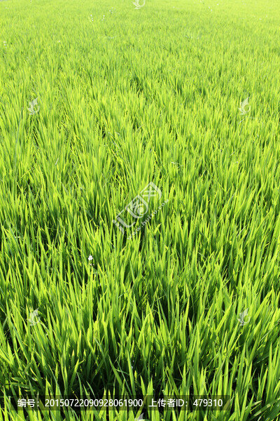照片水稻田