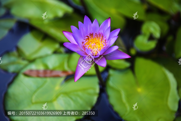 夏日蓮花