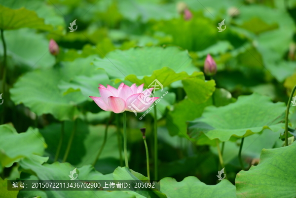 荷花