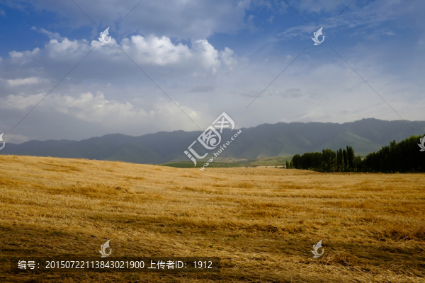 麥田