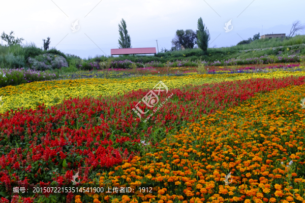 花圃