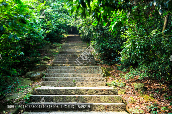 林中小路